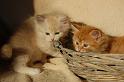 Ravell und Ramses